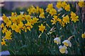 Almondsbury : Daffodils