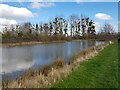 A fishing pond at Cobhouse Farm 