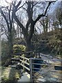 Footbridge over stream