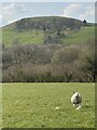 SN7838 : Pen y Gaer by Alan Hughes