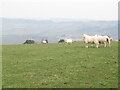 Sheep, Newchurch