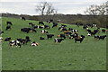 Cattle grazing