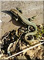 NS6497 : Common lizard by Richard Sutcliffe