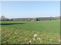 Winter cereals with Model Farm in distance