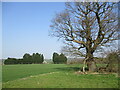 Fields near Willow Farm