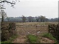 Maize stubble, Gwernesney