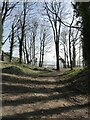 Woodland above the shore of Dalgety Bay