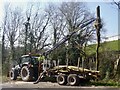 Tree felling, Masefield Vale, Gaer, Newport