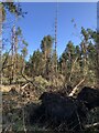 Storm Damage In Pittington Woods