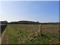 Path towards Meden Vale