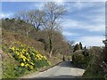 Roadside bank of daffodils