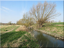 TL4152 : Upstream near Haslingfield in early spring by John Sutton