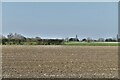 Wilby: Ploughed field on which a pair of yellowhammers are feeding