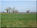 Grassland near Wilderley