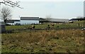 Cattle, Ballagan Farm