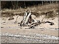 NT2586 : Driftwood above the beach at Pettycur Bay by Oliver Dixon