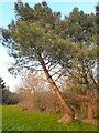 Conifers in Woodfield Park, West Hendon