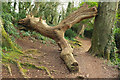 Fallen tree, Marridge Wood