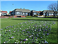 Crocus flowers at Kirkoswald