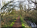 Footpath beside disused railway line near Pontyates