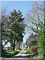 Lane by Little Mose Farm near Quatford, Shropshire