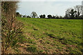 SX9056 : Field, Churston by Derek Harper