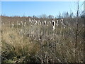 Reed mace at Gypsy Marsh