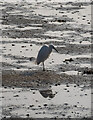 J4972 : Little Egret, Strangford Lough by Rossographer