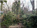 Fallen tree by the M4 motorway