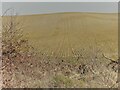 Sloping striated field south east of Warden Hill