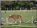 Horse Pastures