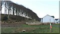 Beech tree shelter belt behind Fairlie housing