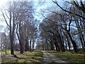 Road through Lodge Plantation, Lanhydrock