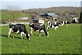 SO5132 : Holstein Friesian cattle  by Philip Halling