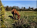 Horse grazing, Campsie, Omagh