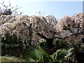 Blossom in Alma Place