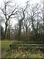 Stack of cut poles, Colgar Plantation, Lanhydrock