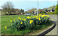 Kirkoswald daffodils