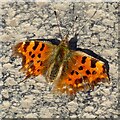 Comma Butterfly (Polygonia c-album)