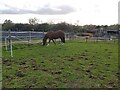 SY0699 : Horse Paddock in Talaton by John P Reeves