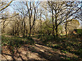 Path, Ifield Brook Meadows