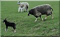 NS7178 : Ewes and lambs by Richard Sutcliffe