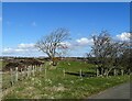 Trees beside the lane