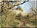 Scrubby area, Ifield Brook Meadows