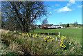 Daffodils beside Milton Burn