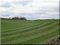 Rolled pasture, Gerranton