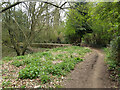 Bridleway 374 beside the Burstow Stream