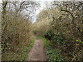 Bridleway 374 towards Weatherhill Common