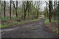 Path in Moses Gate Country Park