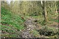 Path into Slade Bottom